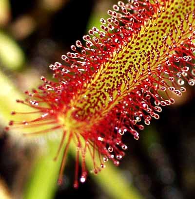 Detalle de una hoja pegajosa