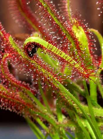 Segregando jugos g&aacute;stricos