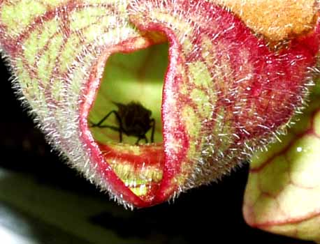 F&aacute;cil entrar, pero no salir