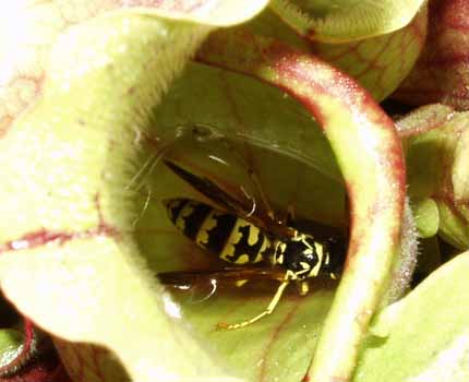 Jugos g&aacute;stricos