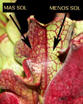 Efecto del sol en la parte trasera de una hoja