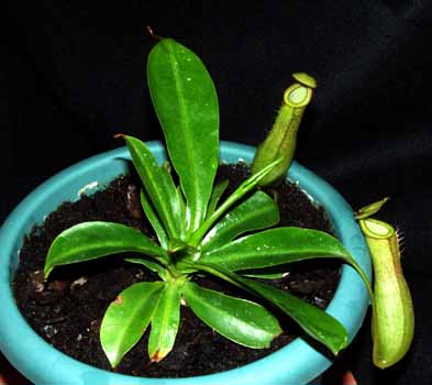 2004-OCTUBRE: Ejemplar joven