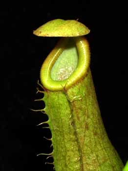 2004-OCTUBRE: Detalle de una jarra