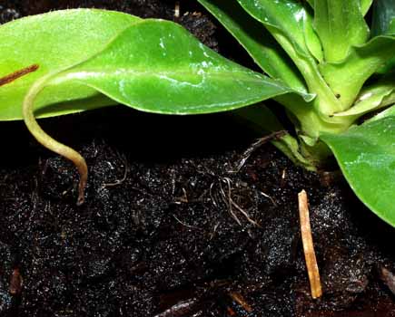 2004-OCTUBRE: Zarcillo (primera fase de una jarra)