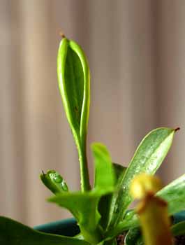 2004-OCTUBRE: Hoja nueva