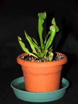 2004-SEPTIEMBRE: Ejemplar adulto