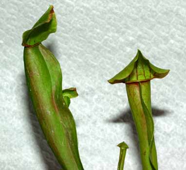 2004-SEPTIEMBRE: Detalle de las jarras