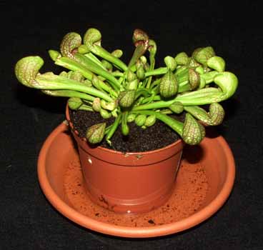 2004-SEPTIEMBRE: Ejemplar adulto