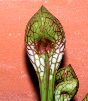 2004-SEPTIEMBRE: Min&uacute;sculo agujero de entrada en la trampa