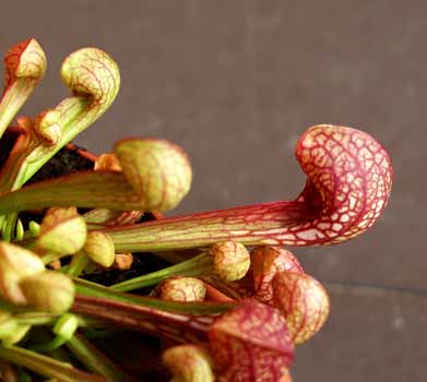 2004-SEPTIEMBRE: Su hojas nacen casi horizontalmente