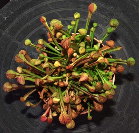 2005-AGOSTO: Ejemplar adulto