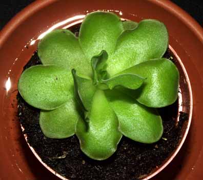 2004-SEPTIEMBRE : Ejemplar adulto (recien adquirido)