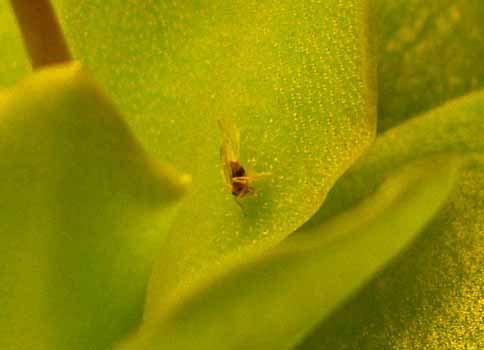 2004-DICIEMBRE : Las presas son siempre de peque&ntilde;o tama&ntilde;o