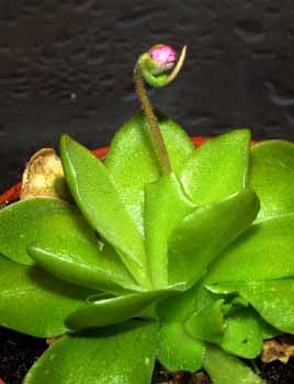 2004-OCTUBRE : Las flores, desde su nacimiento. muestran perfectamente su caracter&iacute;stico  "cuernecillo"