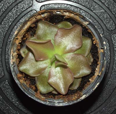 2005-AGOSTO : Ejemplar hijo-1 de la planta inicial. Ya tiene m�s tama�o que su 'madre' y un tono mas 'rosado' debido al efecto del sol