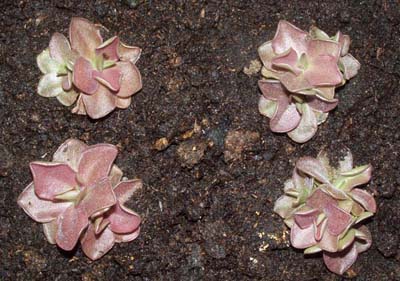 2005-JULIO : Ejemplares hijos-2 de la planta inicial. Plantados en una maceta para mantenerlos hasta su posterior trasplante