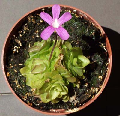 2005-MAYO : La planta madre vuelve a dar flor y est� a punto para ser dividida en cuatro