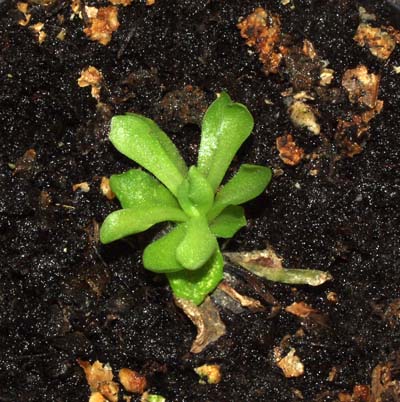 2005-ENERO : Planta hija-1 separada en diciembre de la planta madre