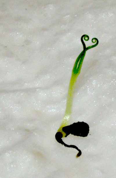 2004-NOVIEMBRE : Recien germinada