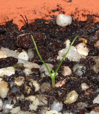 2004-NOVIEMBRE : Recien trasplantda