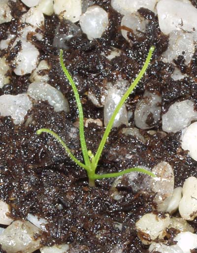 2004-DICIEMBRE : �Ya tiene cuatro hojas!