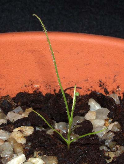 2005-ENERO : Hojas cada vez m�s largas