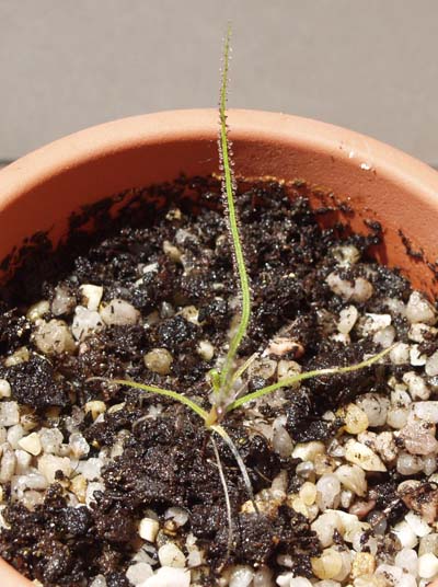 2005-MAYO : Cada vez m�s saludable