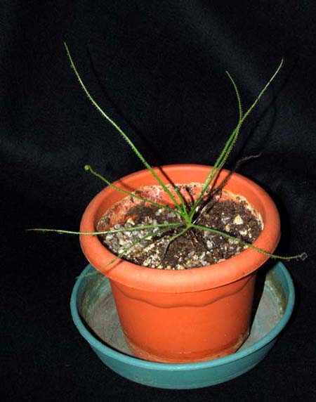 2005-JUNIO : Simplemente maravilloso