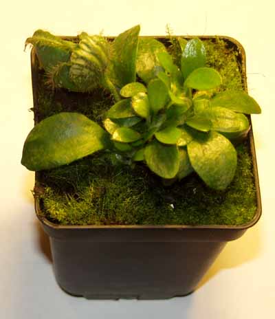 2004-DICIEMBRE : Las plantas llegaron bien