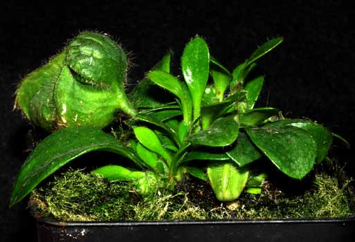 2005-ENERO : Nacen nuevas hoas