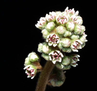 2005-ABRIL : Florece