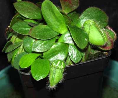 2005-JUNIO : Nuevas tramp