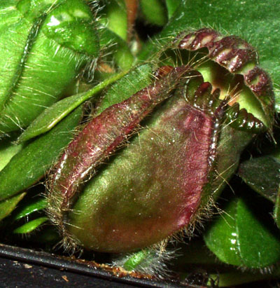 2005-JULIO : Trampa vieja