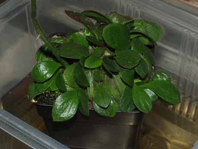 2005-JULIO : Necesita un trasplante