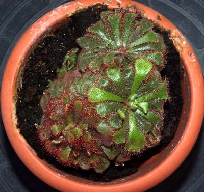 2005-AGOSTO : El aspecto de la planta a mejorado respecto de cuando la compr�