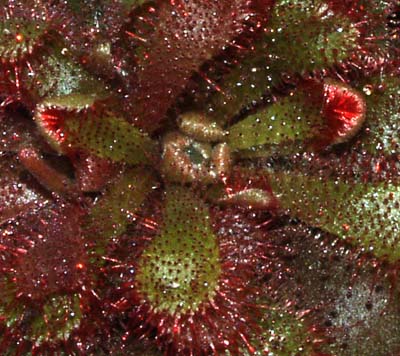 2005-AGOSTO : Rojo intenso en lashojas nuevas