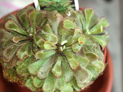 2005-MAYO : Planta recien comprada