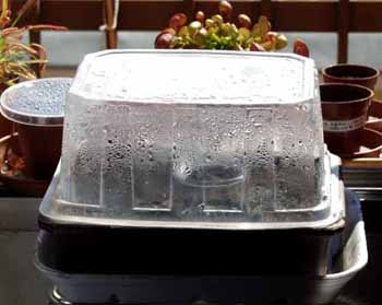 Aspecto del mini-invernadero colocado sobre una bandeja para el agua