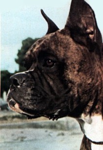boxer.jpg (20515 bytes)