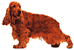 cockerspaniel.gif (3699 bytes)