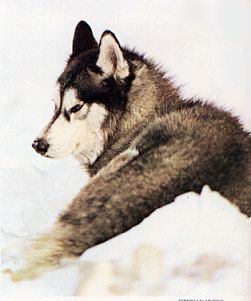 husky.jpg (13429 bytes)