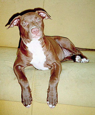 pitbull.jpg (49804 bytes)