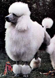 poodle.jpg (7860 bytes)