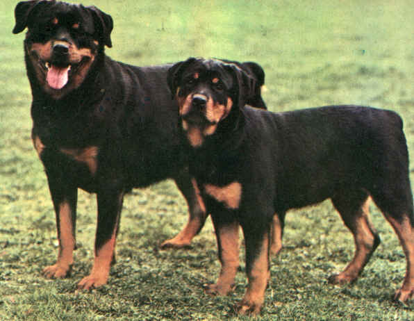 rottweiler.jpg (33813 bytes)