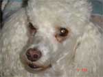 My dog (Cuca)