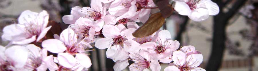 Fowers from Cornell's gardens
