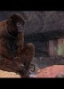 photo The Woolly Monkey