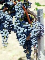 Grappe