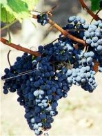 Grappe