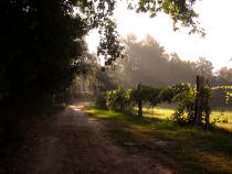 Uvas de Albari&ntilde;o